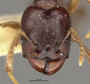 Media type: image;   Entomology 20772 Aspect: head frontal view